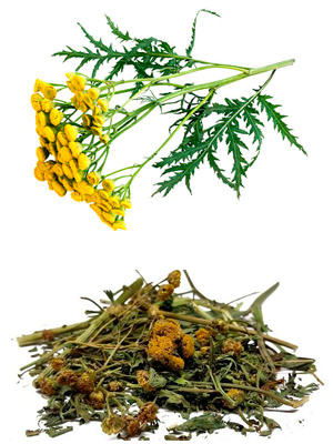 ასფურცელა – Пижма – Tanacetum