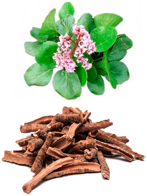 ჩაგირის ფესვები – Корень бадана – Bergenia