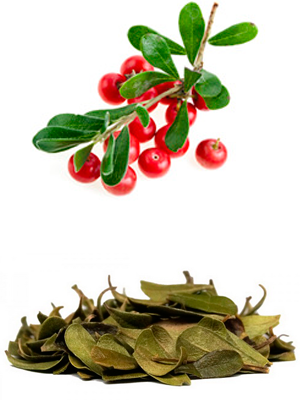 დათვის კენკრა - Толокнянка - Arctostaphylos