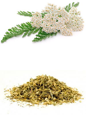 ფარსმანდუკი - Тысячелистник обыкновенный - Achillea millefolium