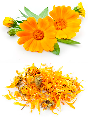 გულყვითელა კალენდულა – Календула – Calendula