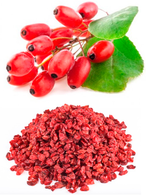 კოწახური – Барбарис – Berberis