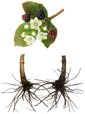 მაყვლის ფესვები – Корни ежевики – Rubus caesius