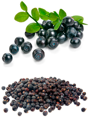 მოცვი - Черника обыкновенная - Vaccinium myrtillus L