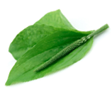 მრავალძარღვა