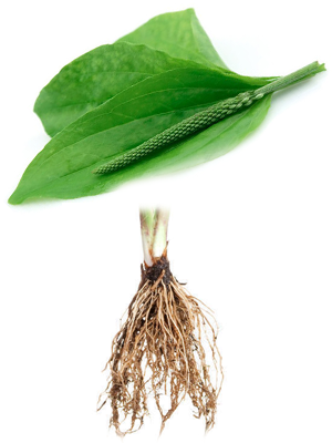 მრავალძარღვას ფესვები – Корень подорожника – Plantago psyllium