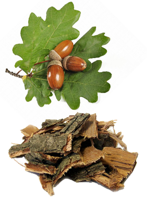 მუხის მშრალი ქერქი – Кора дуба – Quercus cortex