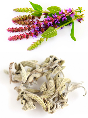 სალბი - Шалфей лекарственный - Salvia officinalis