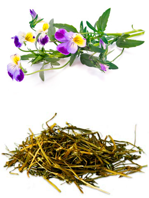 სამფერა ია – Фиалка трехцветная – Viola tricolor