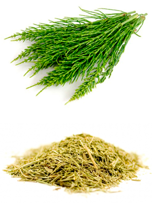 შვიტა მინდვრის – Хвощ полевой – Equisetum arvense