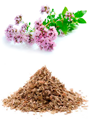 თავშავა – Душица обыкновенная – Origanum vulgare