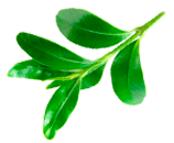 წითელი მოცვის ფოთოლი