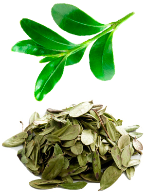 წითელი მოცვის ფოთოლი – Листья брусники – Vaccinium vitis-idaea