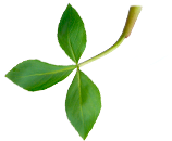 წყლის სამყურა