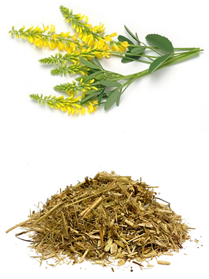 ძიძო – Донник лекарственный – Melilotus officinalis